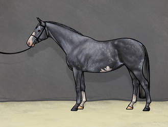 Steel gray warmblood