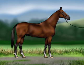 Bay akhal teke