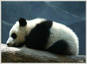 Sleeping Baby Panda II
