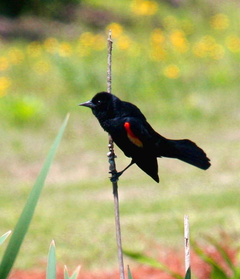 Red Winged Blackbird