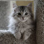 Sasha no. 2, Siberian Kitten