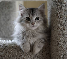 Sasha no. 2, Siberian Kitten