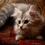 Siberian Kitten no. 4