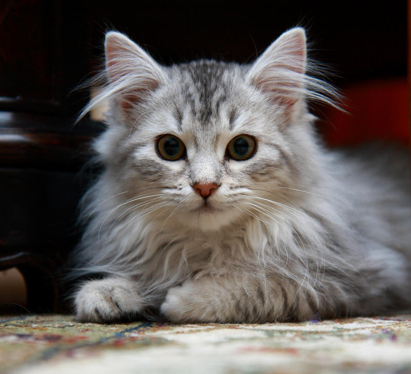 Kitten no. 2