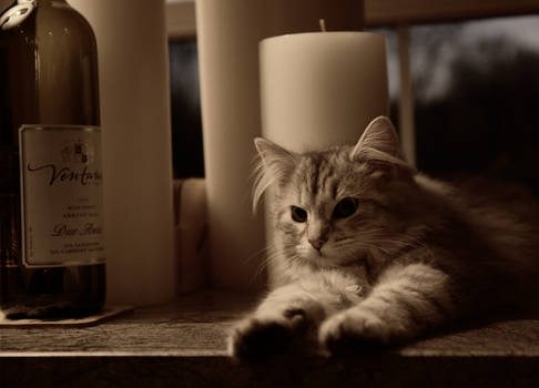 Siberian Kitten and Candles