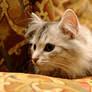 Siberian Kitten on Chair no. 5