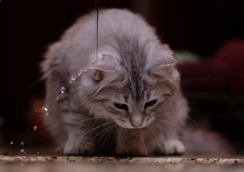 Kitten Under Faucet