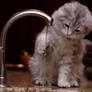 Kitten Playing with Water