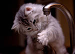 Kitten and Faucet no. 3 by Mischi3vo