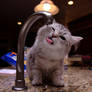 Kitten and Faucet no. 5