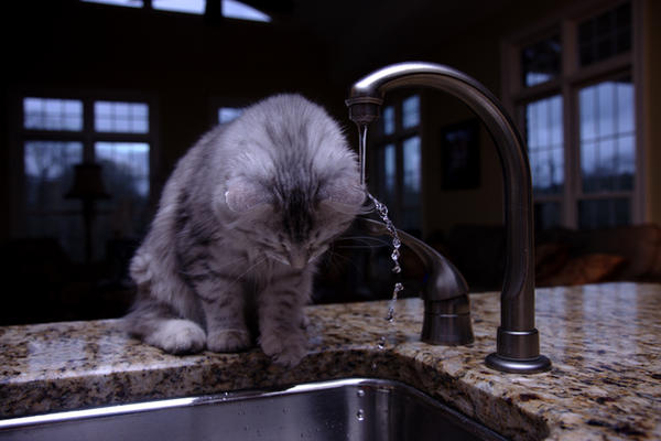 Sasha and Faucet no. 7