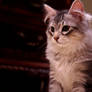 Siberian Kitten, Bandit no. 4