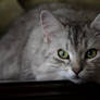 Siberian Cat Sasha no. 4