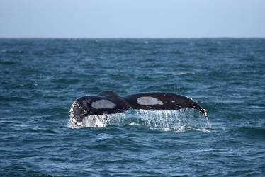 Humpback Whale (Monterey, CA)
