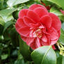 Red Flower Macro Shot