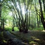 More Woods part 01