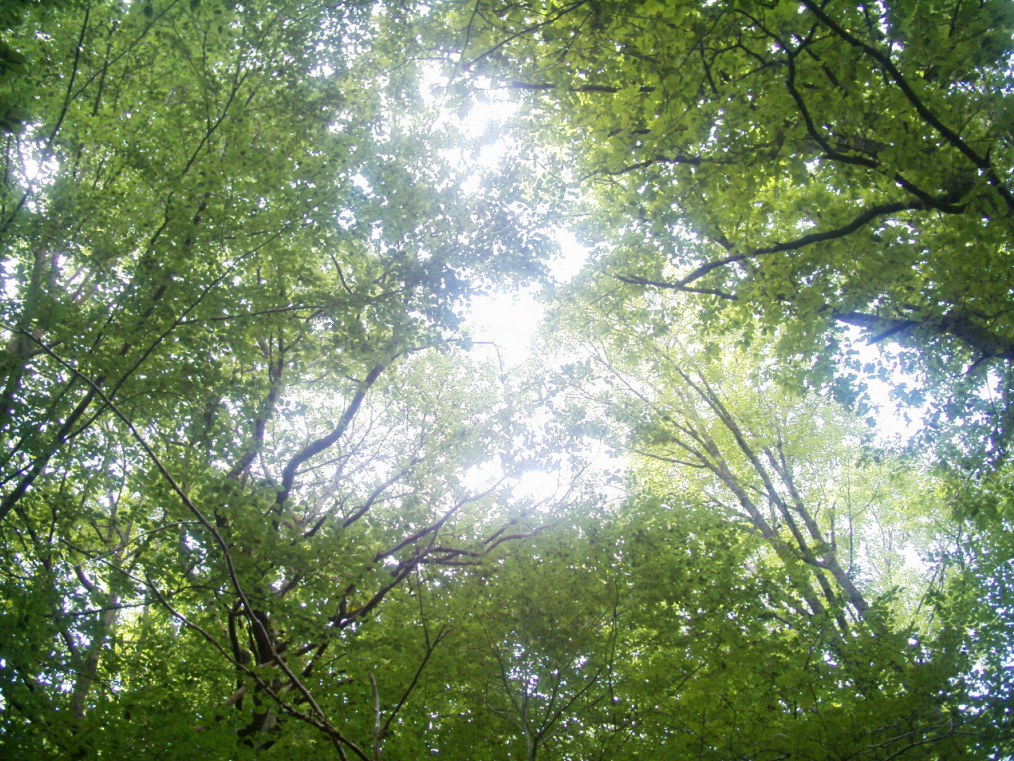 Forest Roof