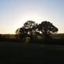 Trees 'n Sunset