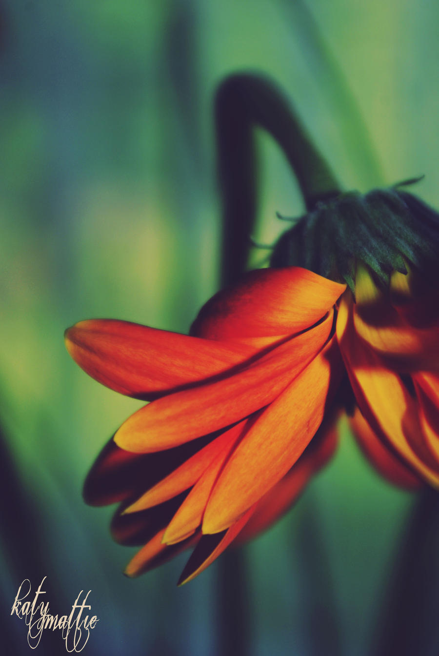 gerbera