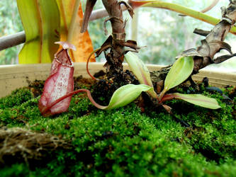 Nepenthes