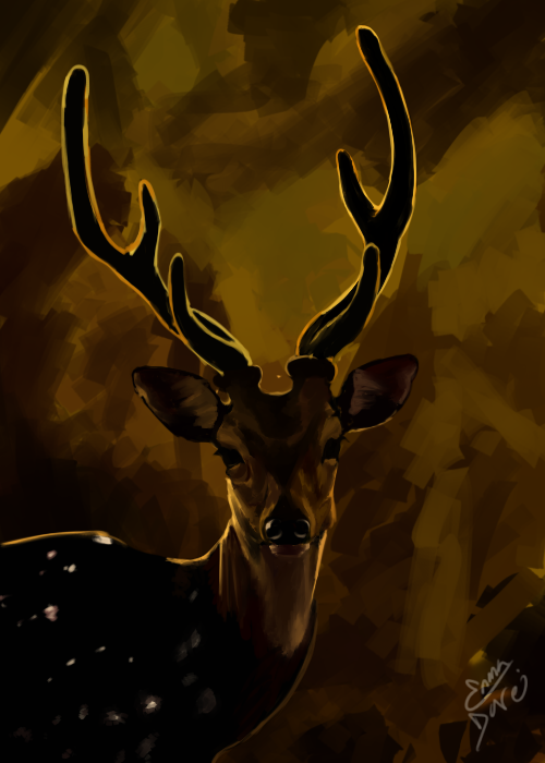 Deer 2