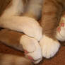 Kitty Feets 1