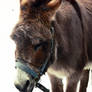 Donkey I