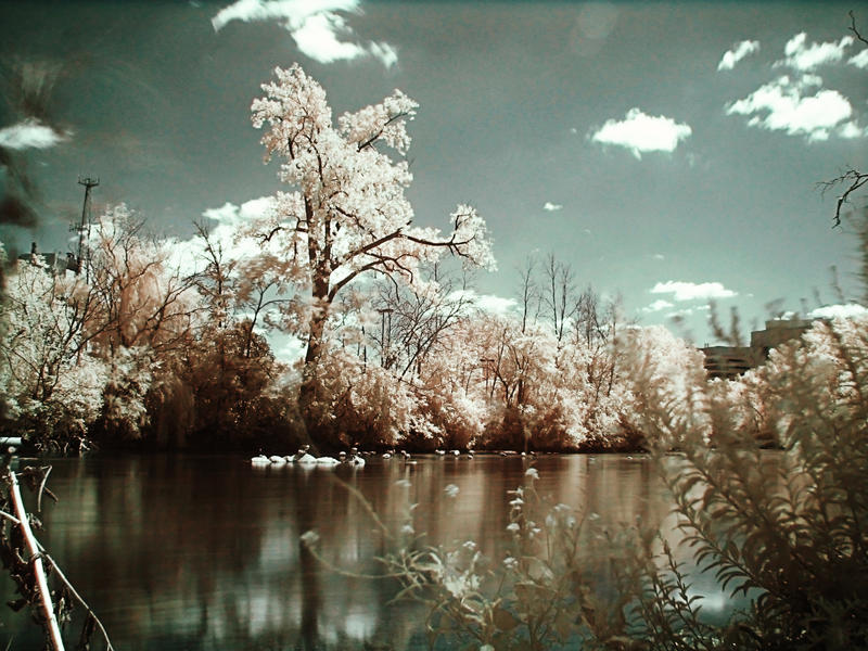 Infrared Lake