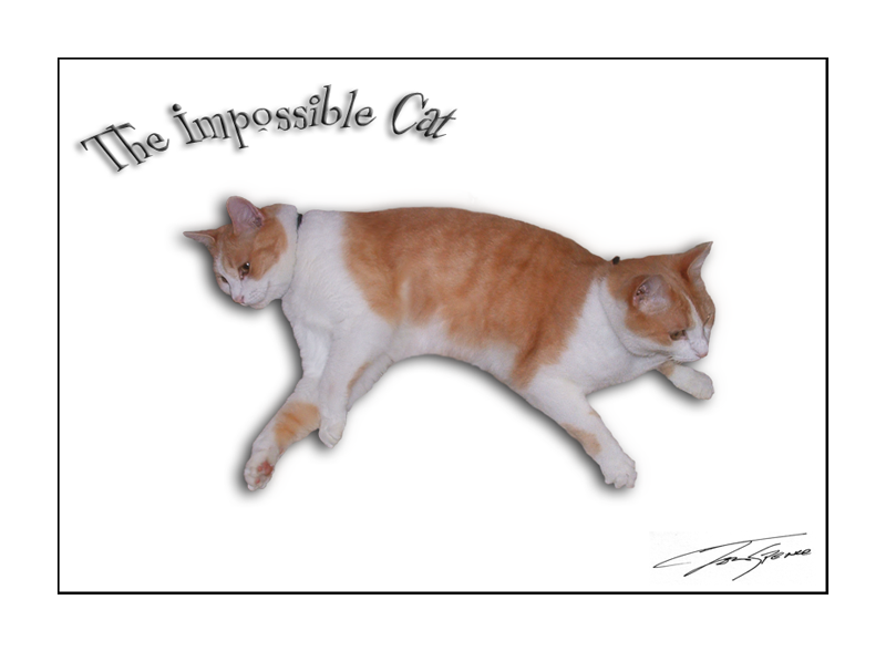 the impossible cat