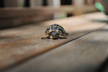 Little baby turtle