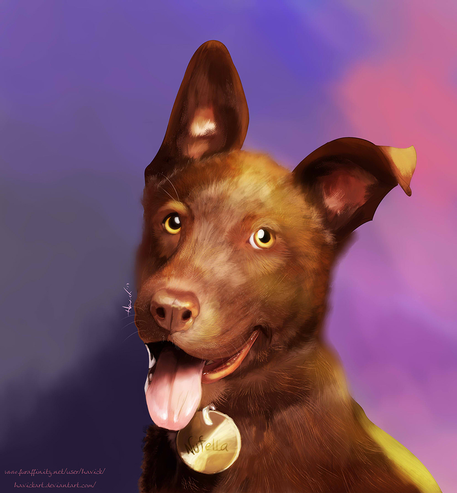 Dog portrait