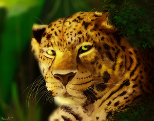 leopard