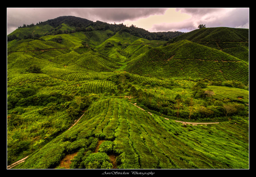 CH Malaysia Tea Plantation 2