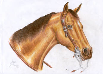 Buckskin Horse