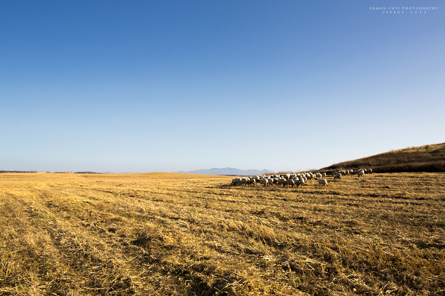 Sheeps in Cyprus