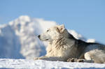 Snow dog by Sisanu