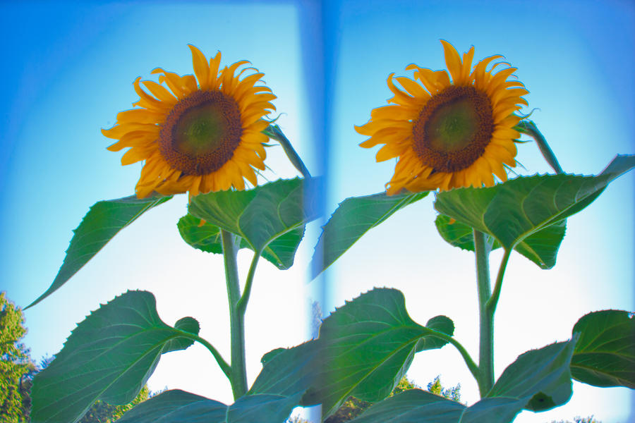 3D-4 Sunflower