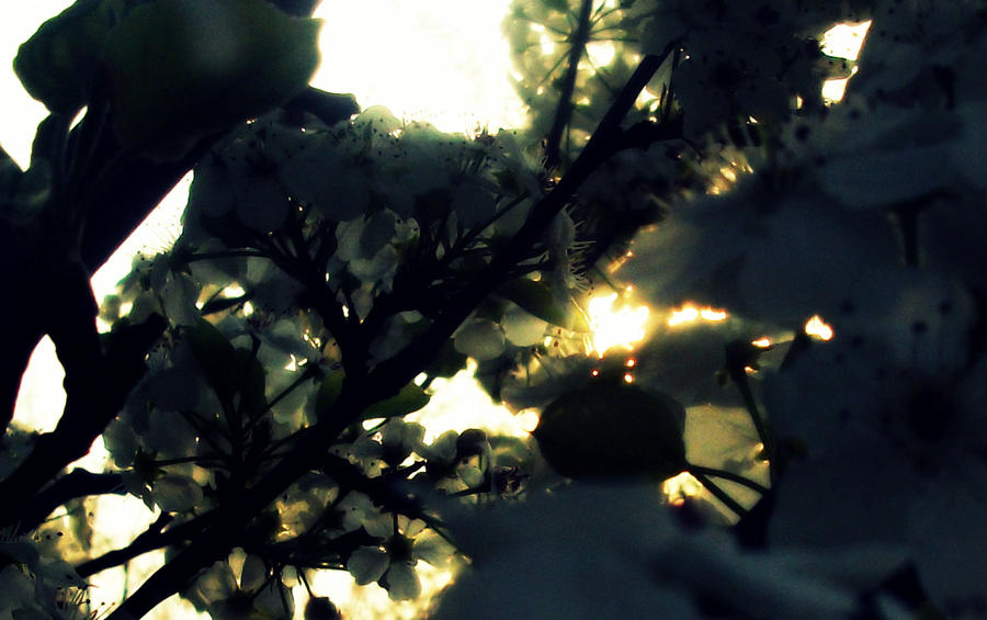 Spring Light Peaking Through by ItsumoIce on DeviantArt