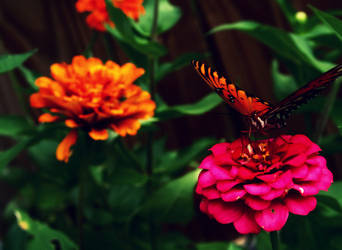 Butterfly 2