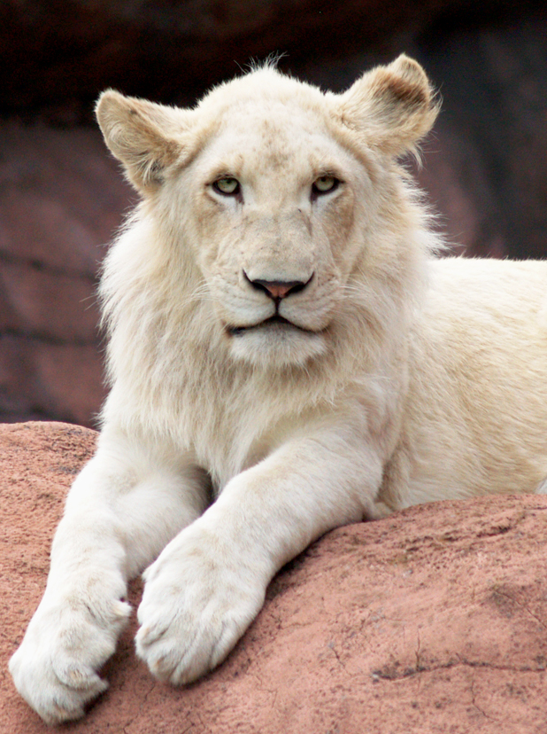 African White Lion 4.