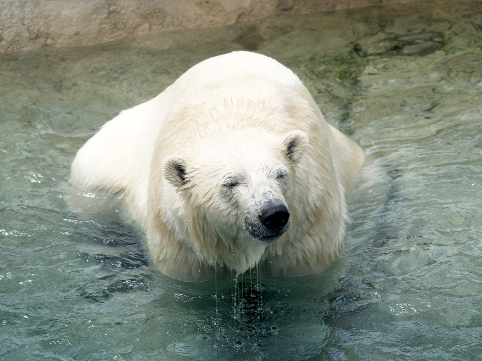 Polar Bear 5.