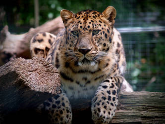 Amur Leopard 5.