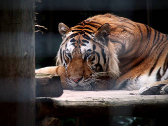 Siberian Tiger 6.