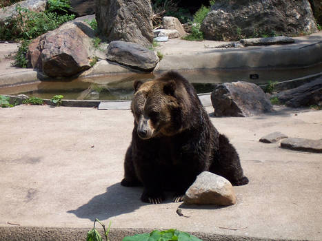 sitting bear