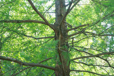 Spiderweb of Branches