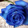 Blue Rose Big Version