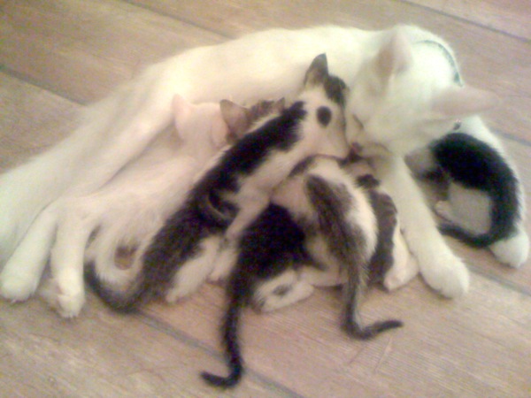 8 little kitties..