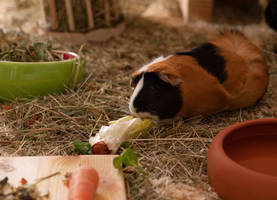 Guinea Pig I