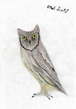 Scops owl