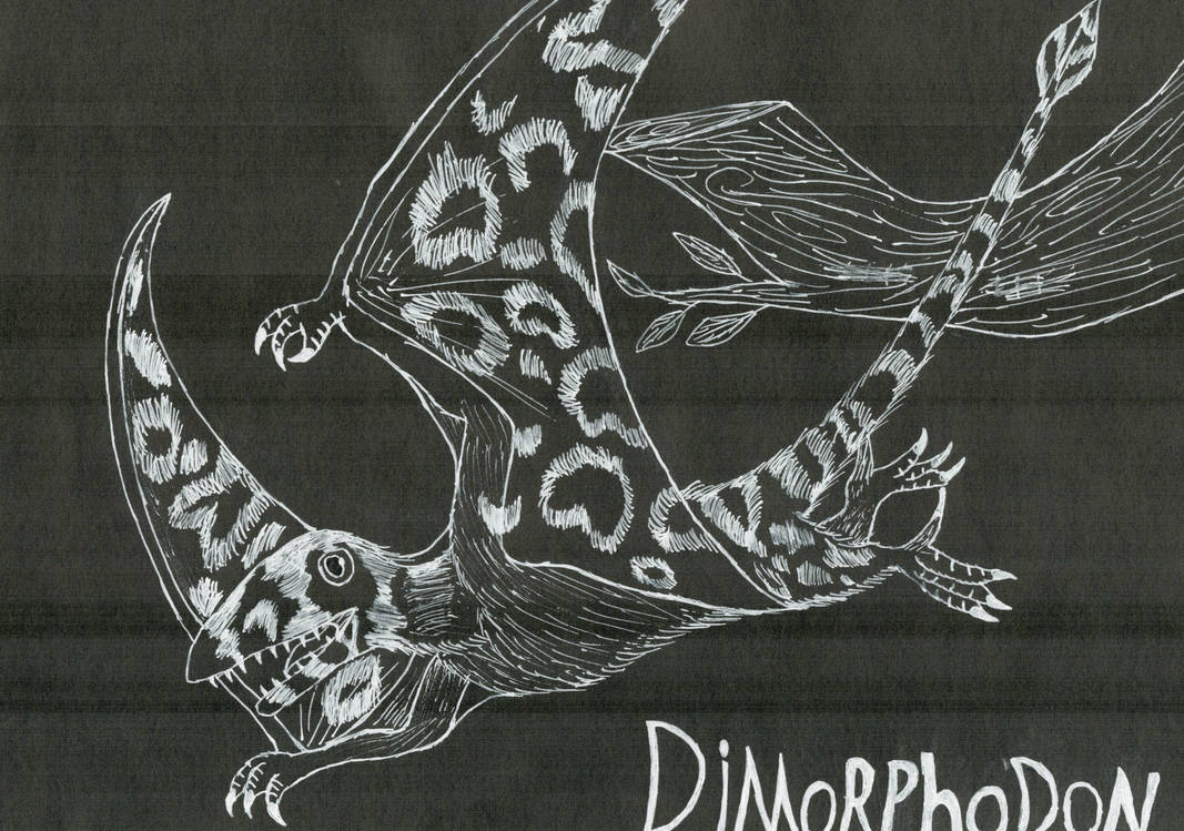 Dimorphodon by MicromirOfTheNorth on DeviantArt